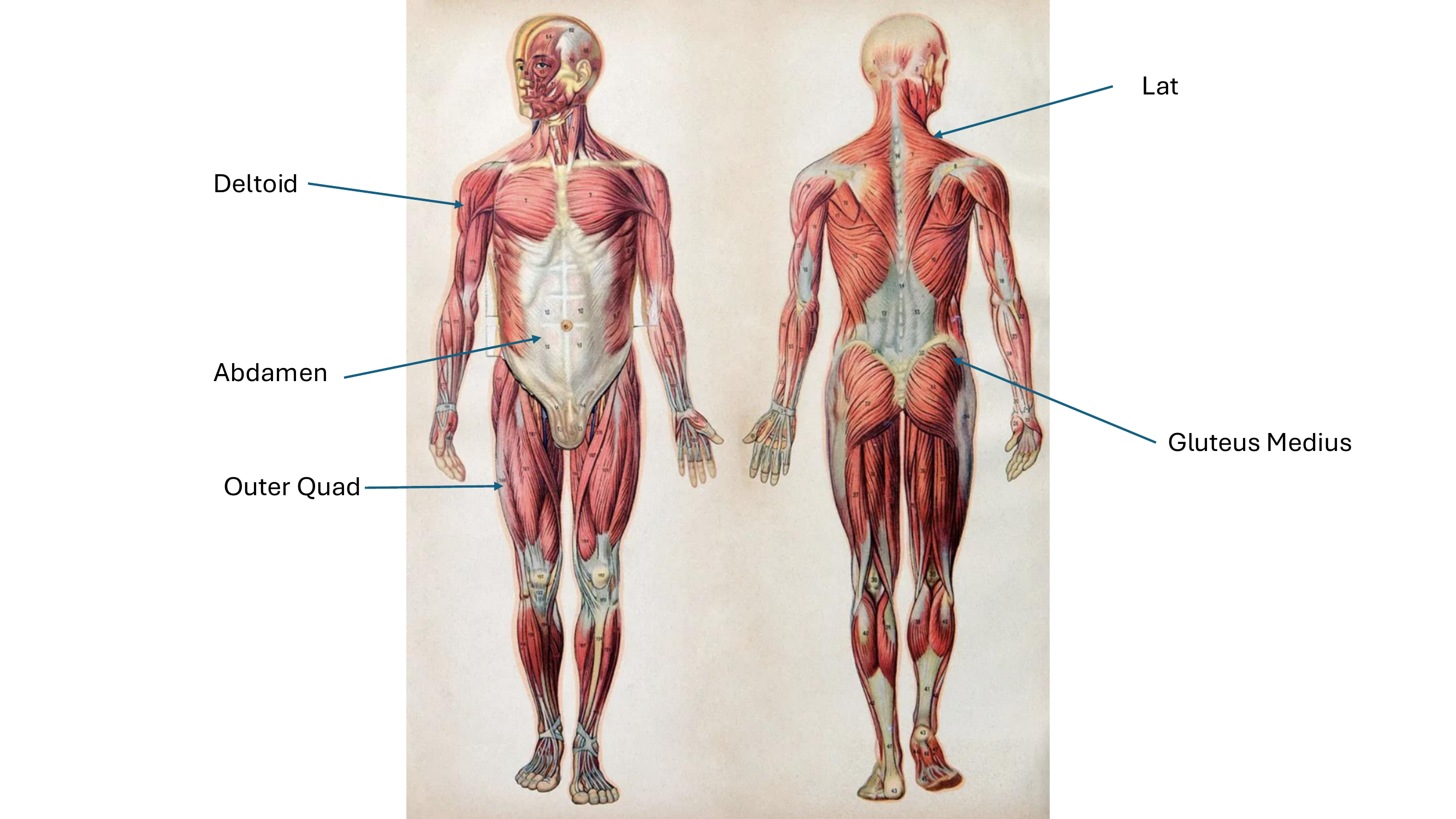 Front and back anatomical diagram showing five subcutaneous injection sites: Deltoid, Abdomen, Outer Quad, Lat, and Gluteus Medius